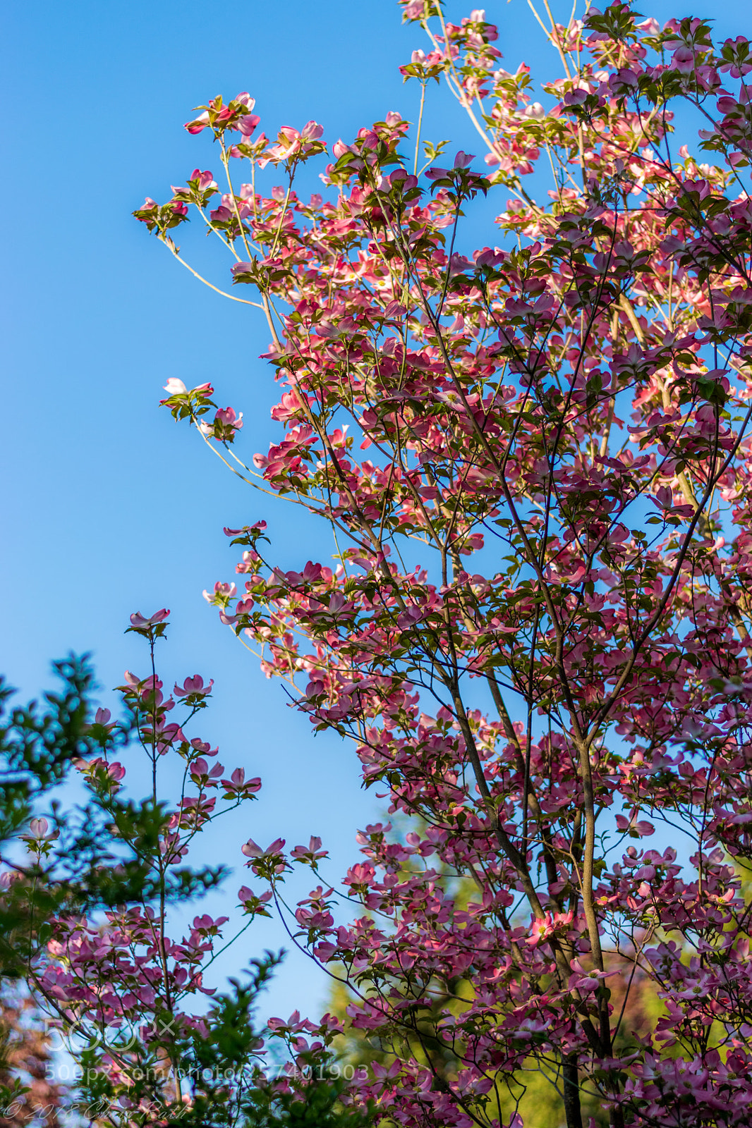 Nikon D5300 sample photo. Dogwood in bloom photography