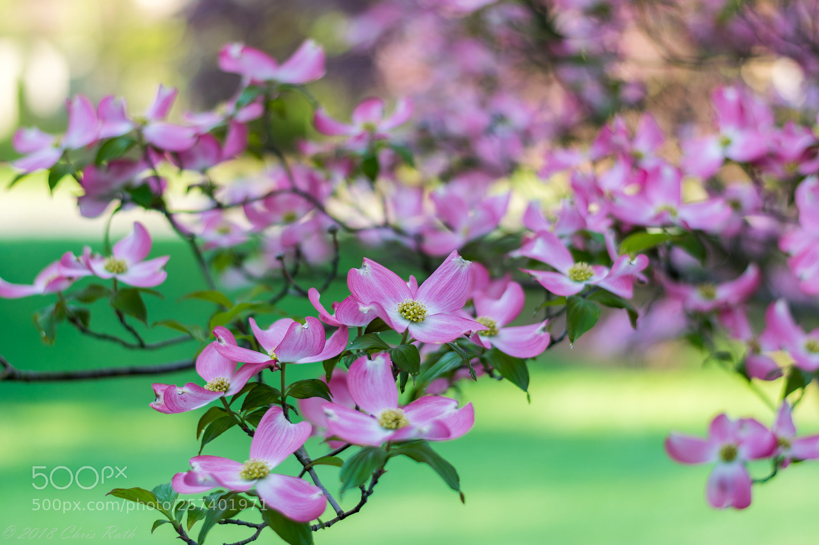 Nikon D5300 sample photo. Dogwood in bloom photography