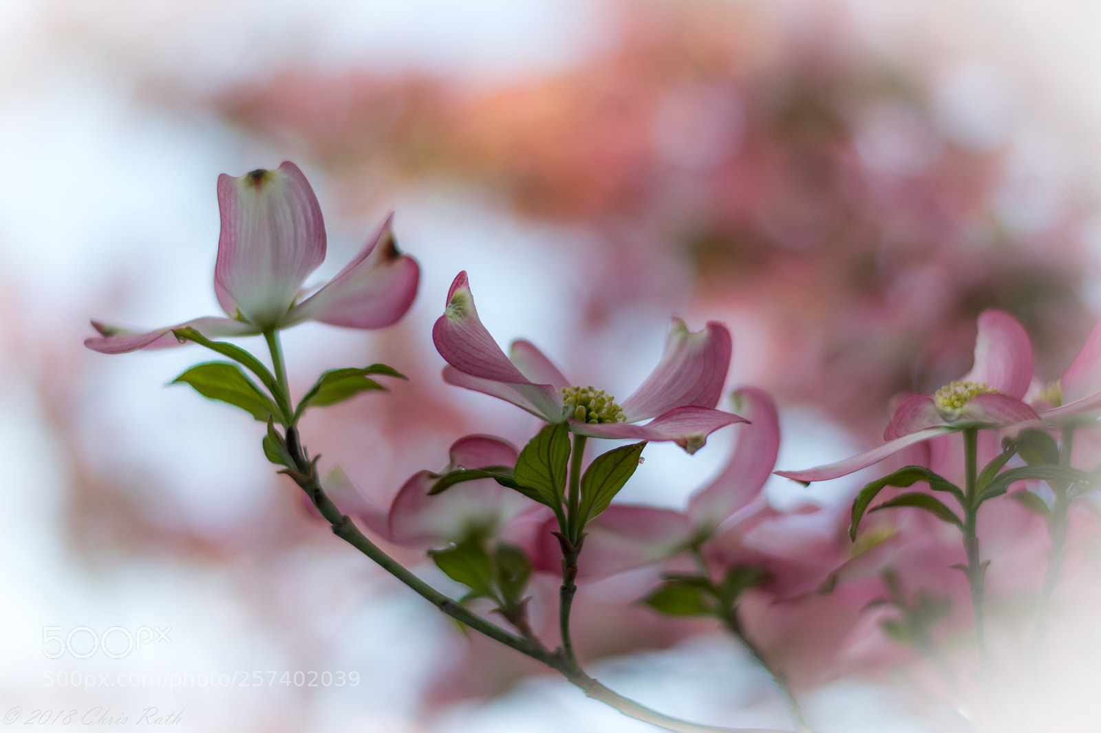 Nikon D5300 sample photo. Dogwood in bloom photography