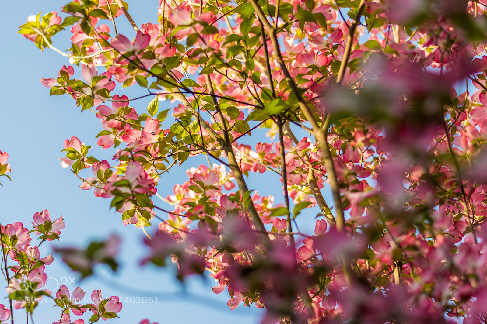 Nikon D5300 sample photo. Dogwood in bloom photography