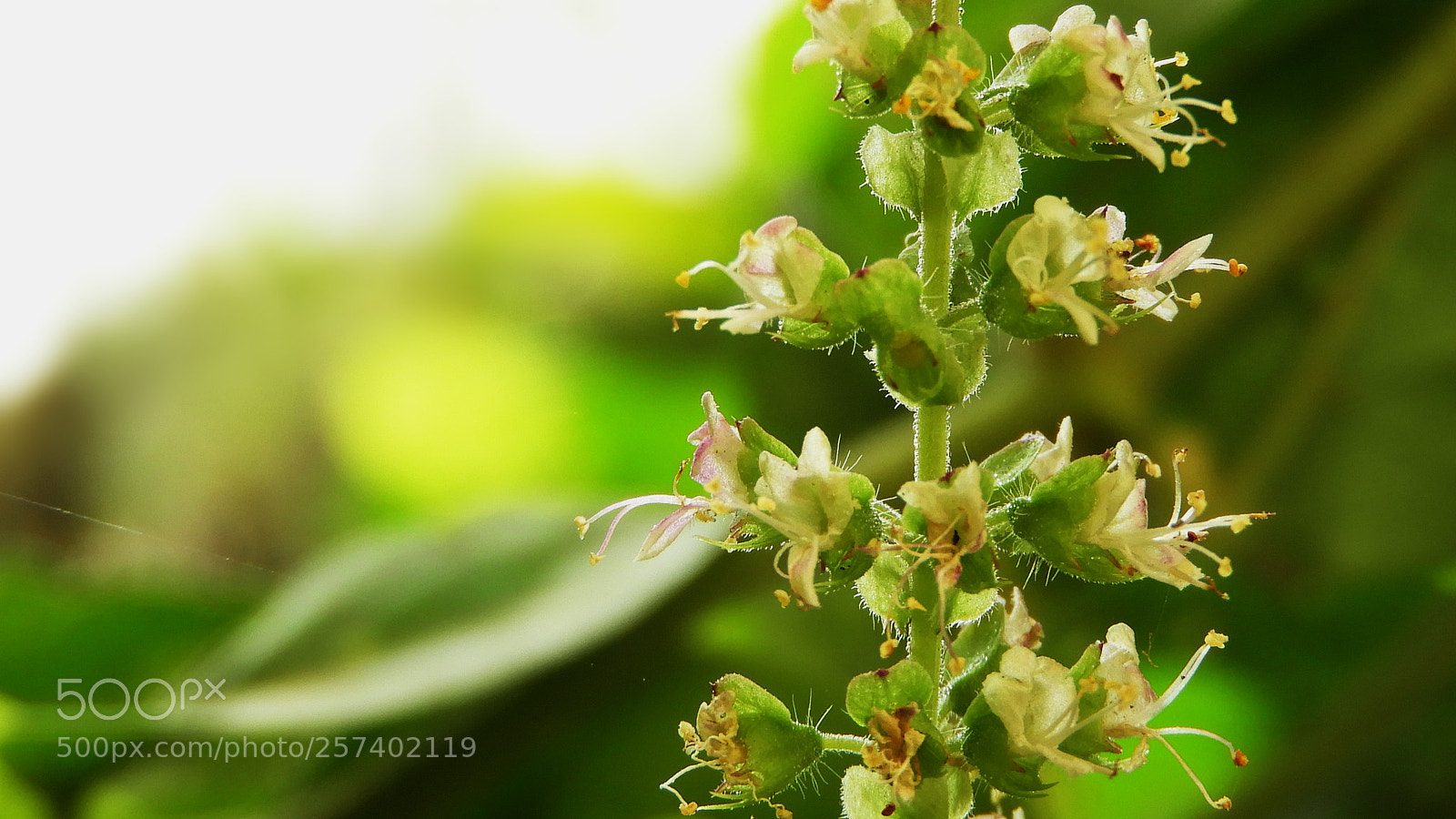 Nikon Coolpix B700 sample photo. The holy basil flowers.... photography
