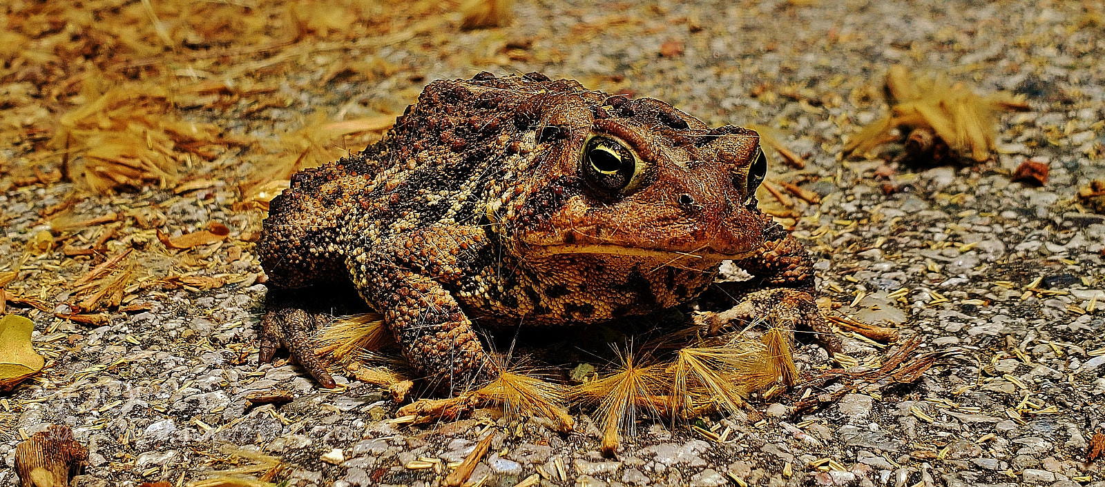 Samsung Galaxy S9+ sample photo. American toad 2018 photography