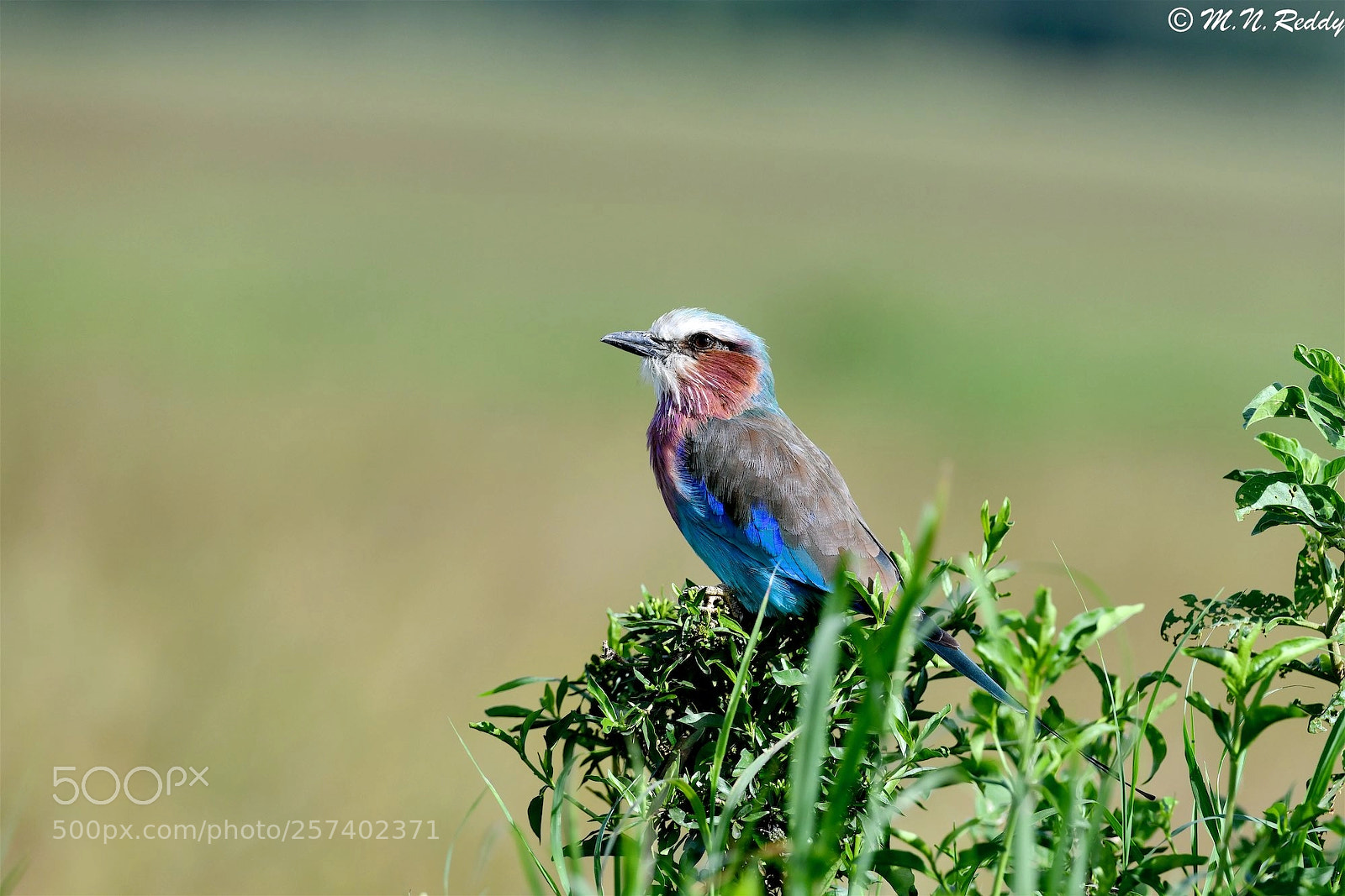 Nikon D850 sample photo. Lilac-breasted roller photography