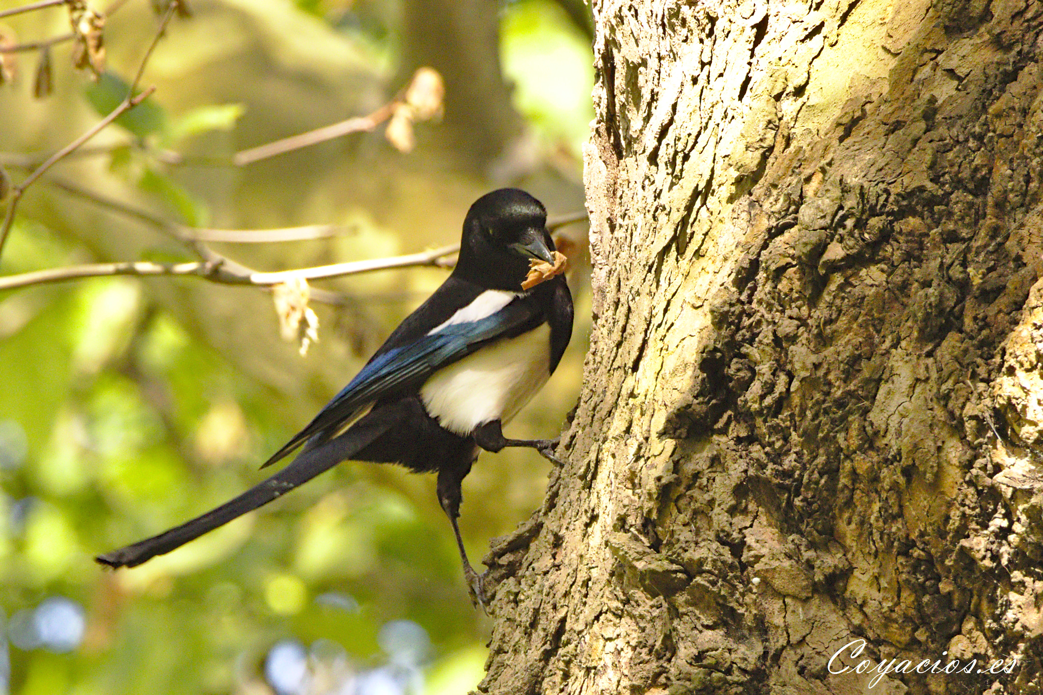 Canon EOS 7D Mark II sample photo. Urraca (pica pica) photography