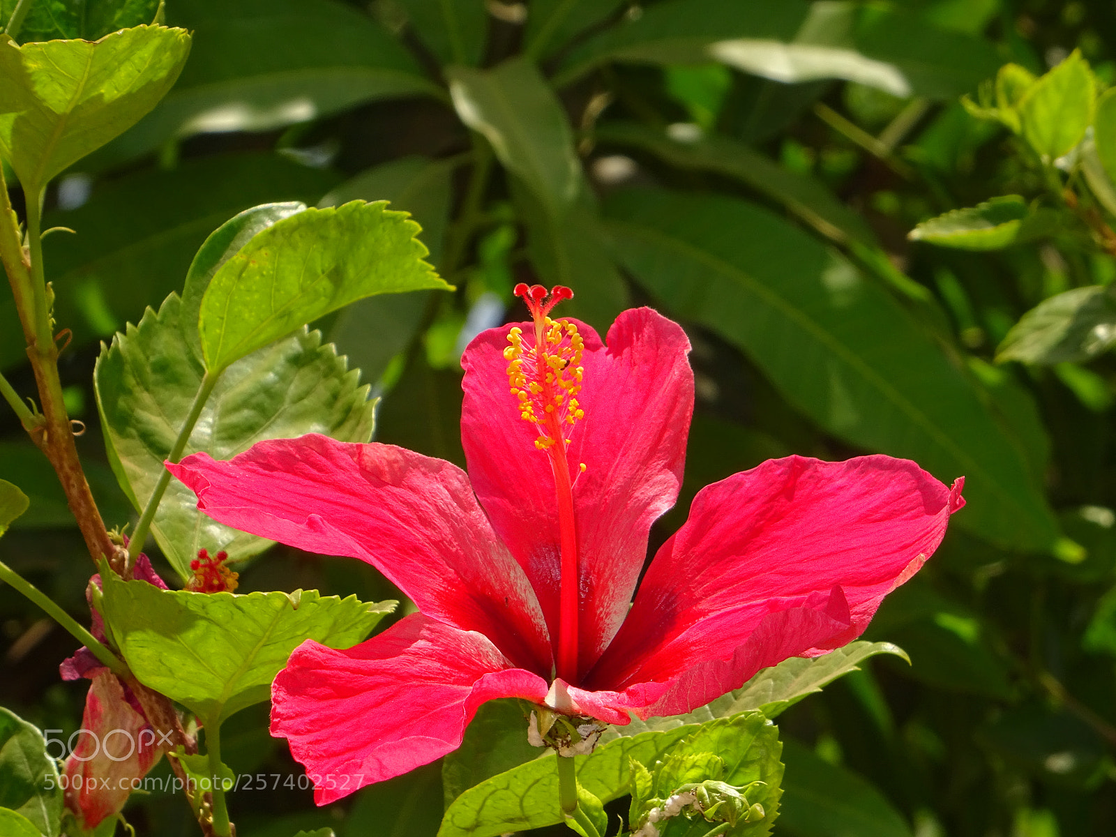 Sony DSC-HX60V sample photo. Flower photography