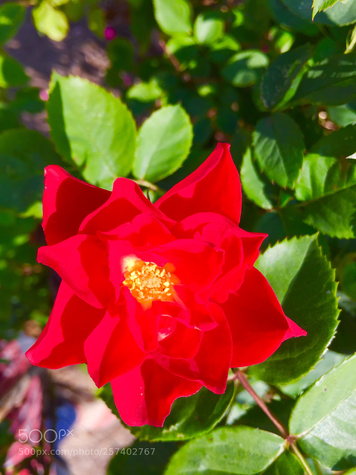 Apple iPhone 6 sample photo. Untitled photography