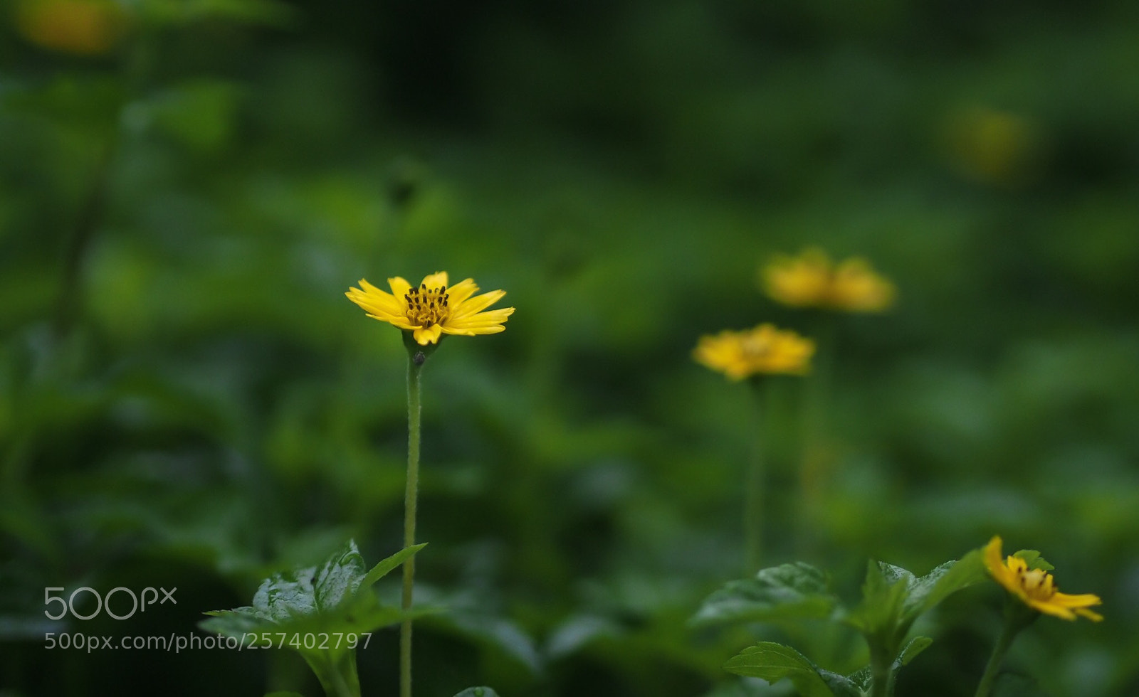 Olympus OM-D E-M5 sample photo. Yellow flower photography