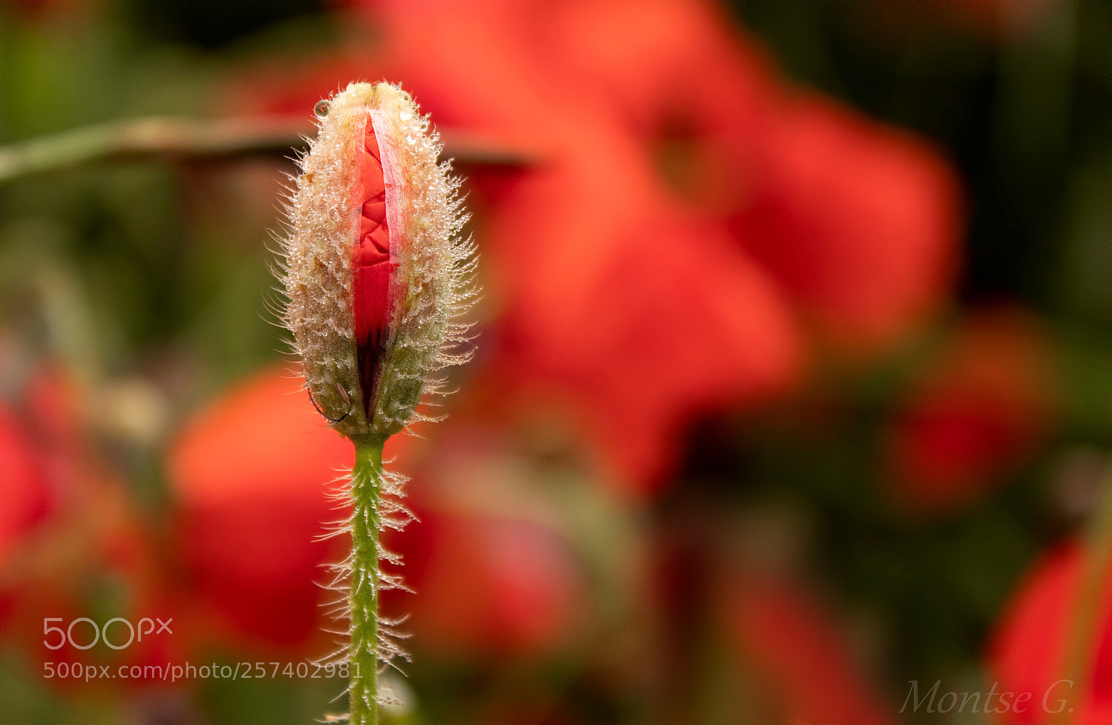 Canon EOS 77D (EOS 9000D / EOS 770D) sample photo. Spring photography