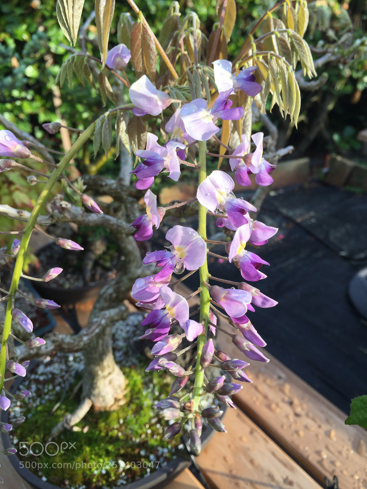 Apple iPhone 6 sample photo. Wisteria waterdrop photography