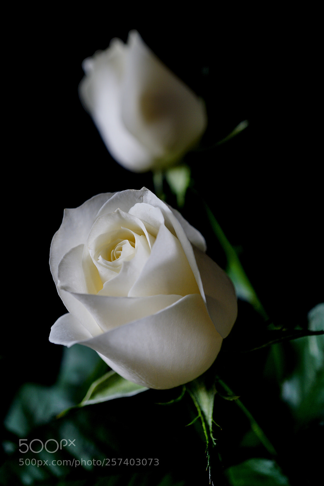 Sony a6000 sample photo. White rose photography
