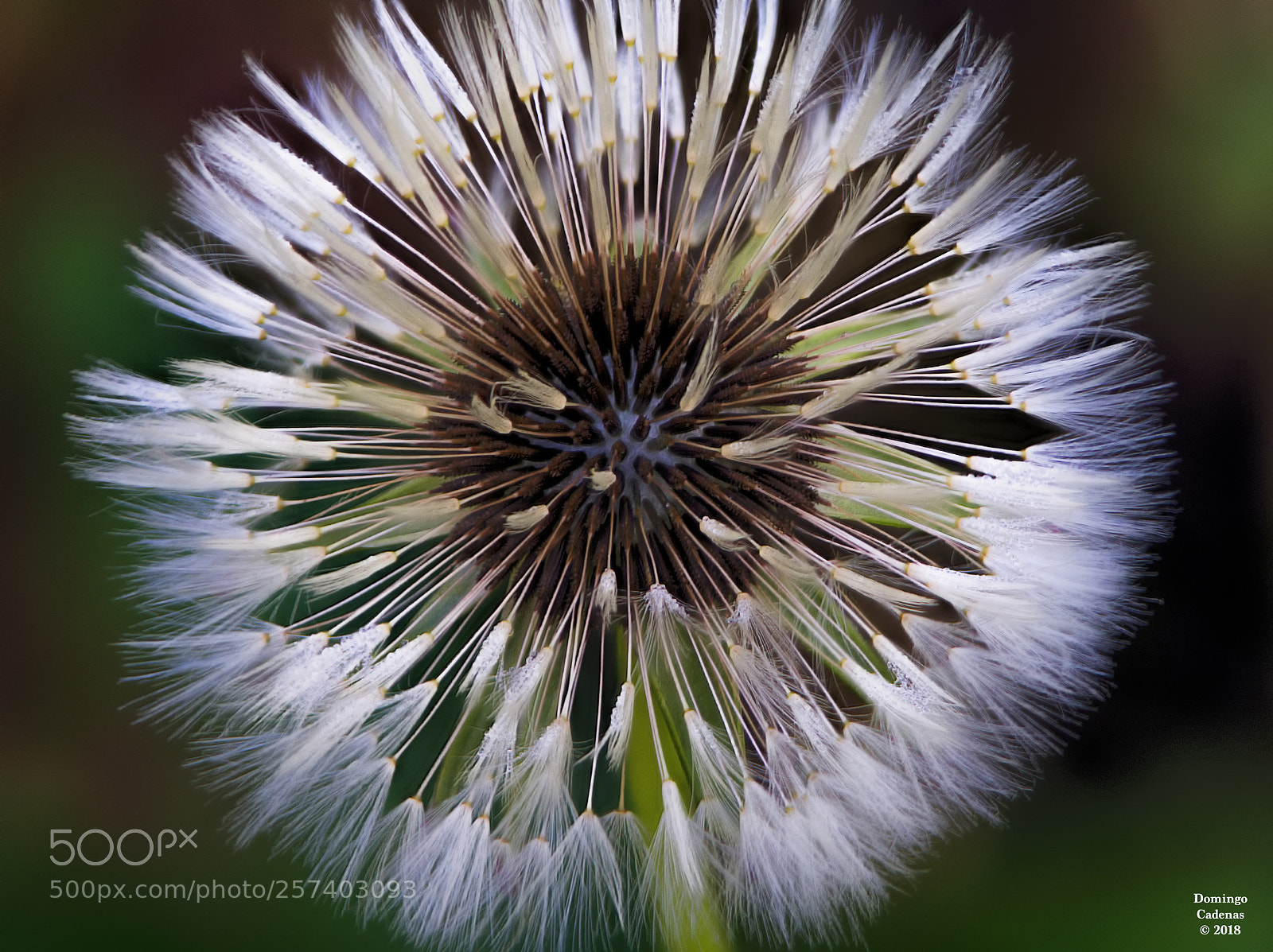 Olympus OM-D E-M10 II sample photo. Dandelion photography