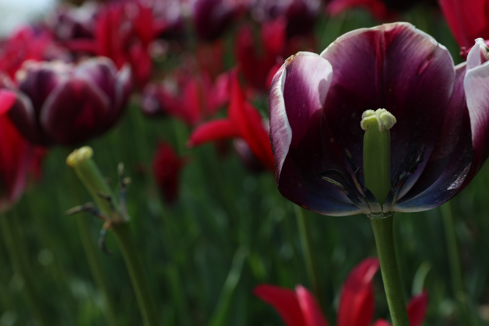 Canon EOS 5DS R sample photo. Tulips photography