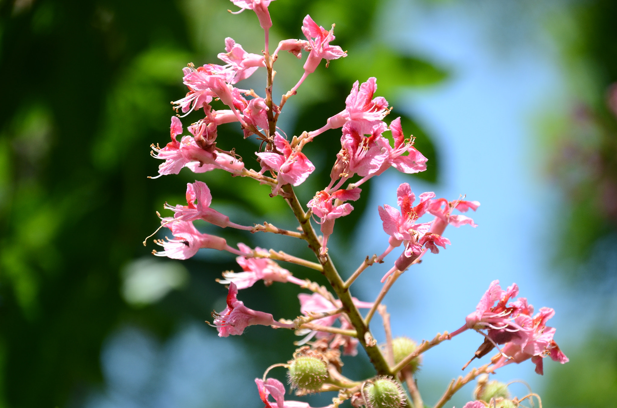 Sigma 18-200mm F3.5-6.3 DC OS HSM sample photo. Hot_pink photography