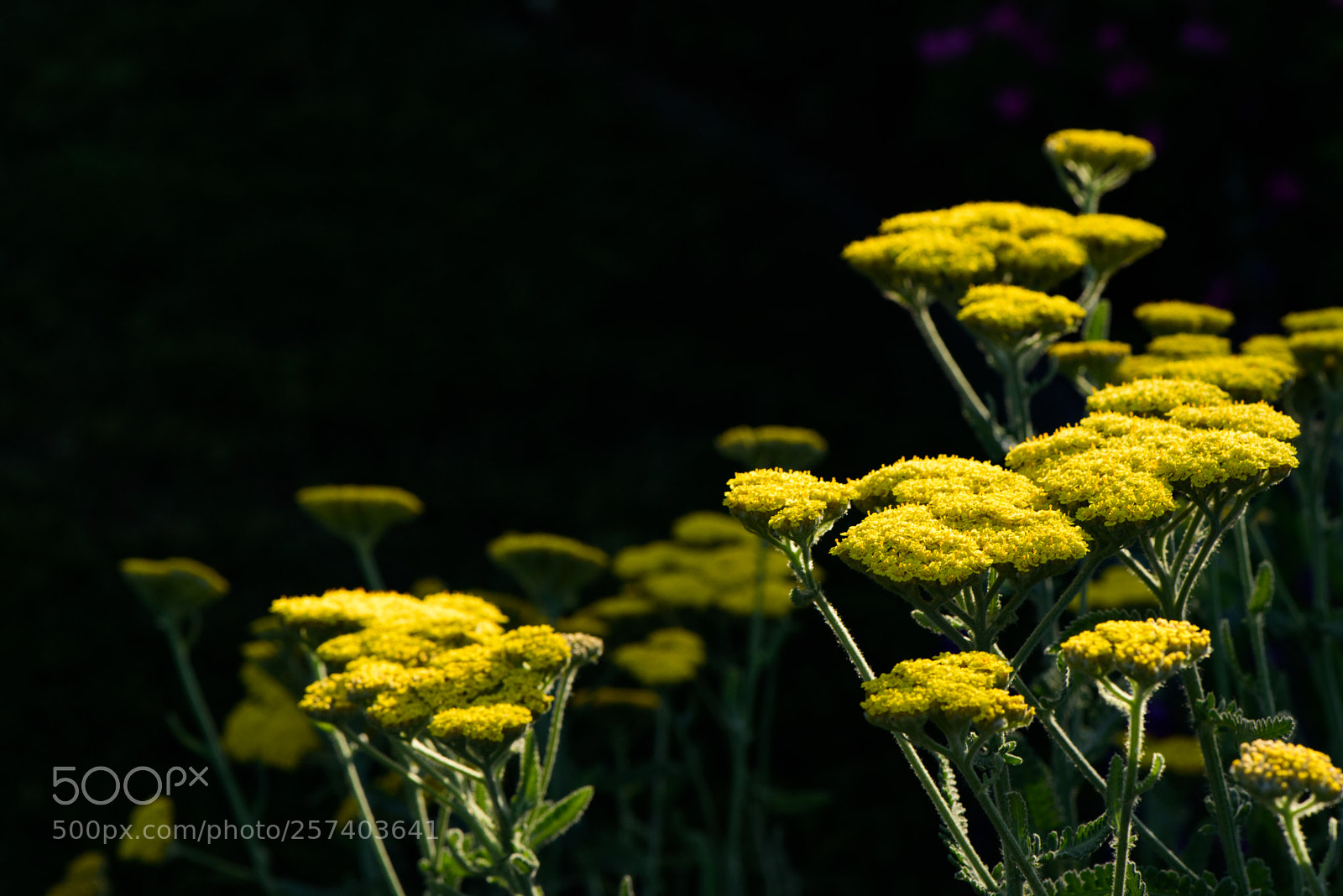 Nikon D750 sample photo. Yarrow photography