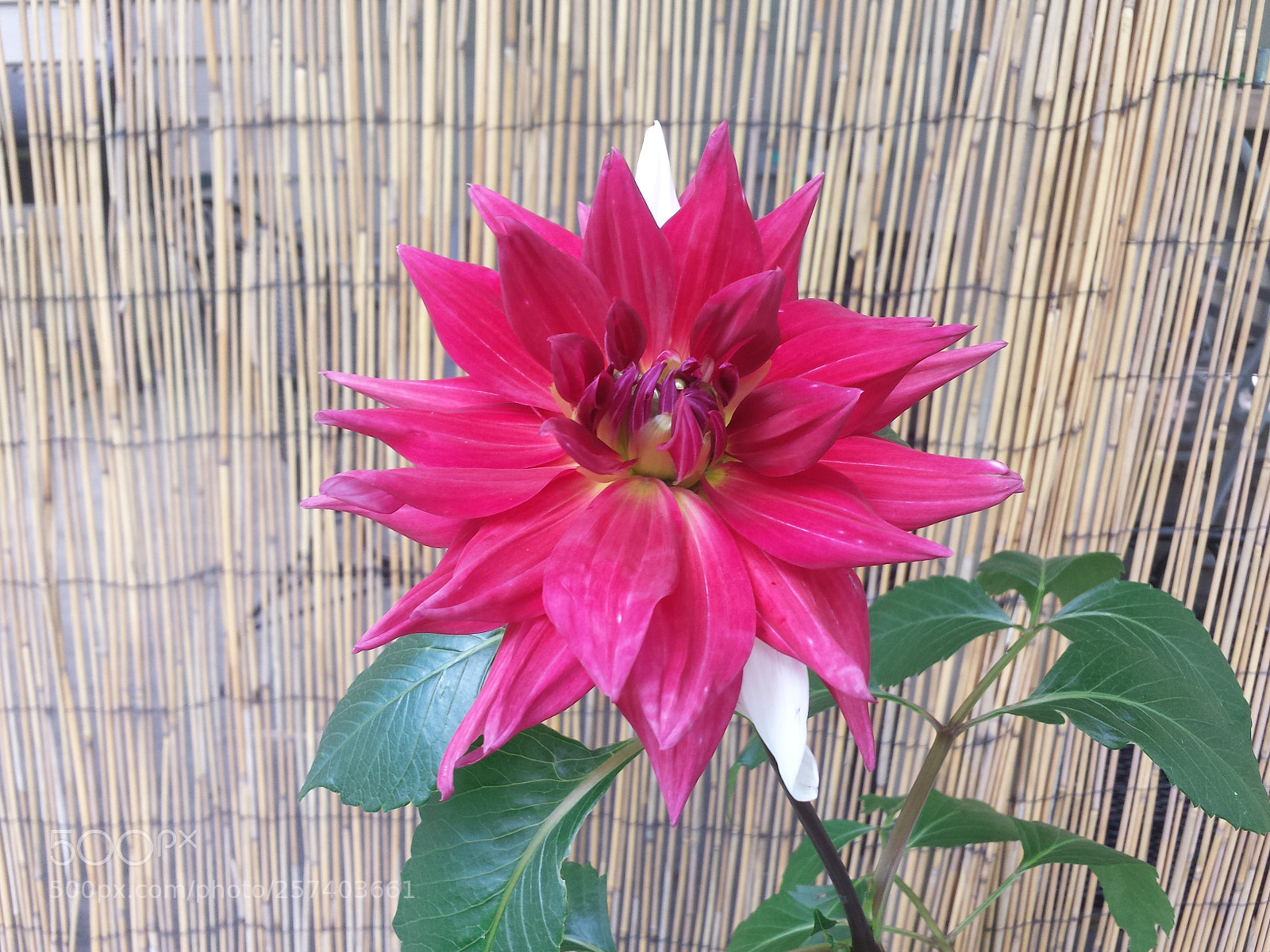 Samsung Galaxy S4 sample photo. 20160806_131850.jpg photography