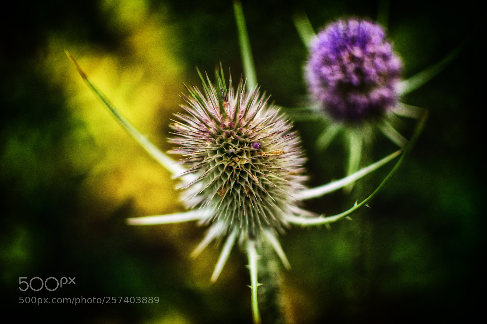 Nikon D5200 sample photo. Autumn flower photography