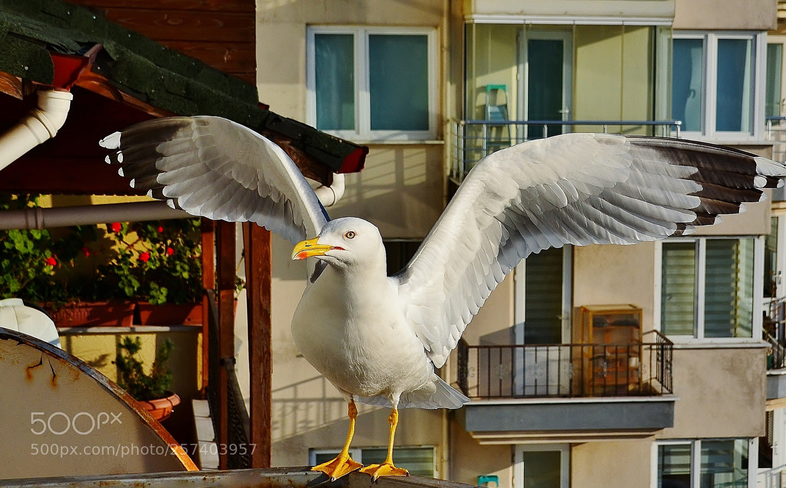 Nikon D7000 sample photo. Yaramaz photography