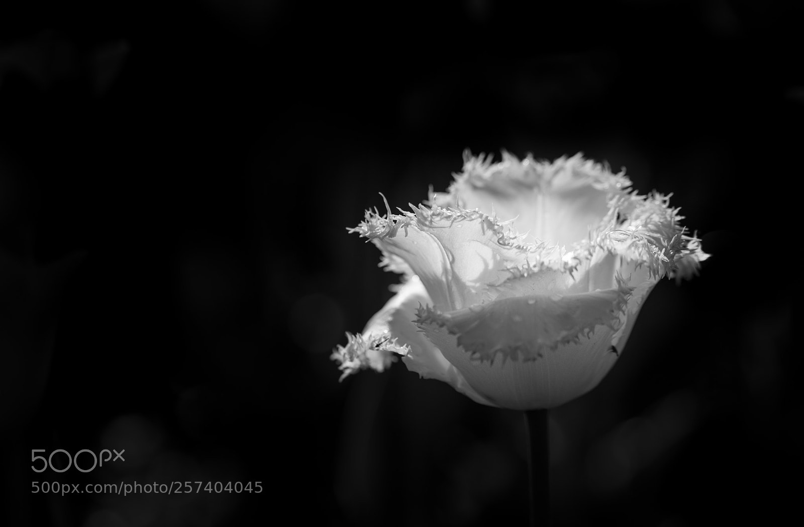 Canon EOS 5D Mark IV sample photo. F te de la photography