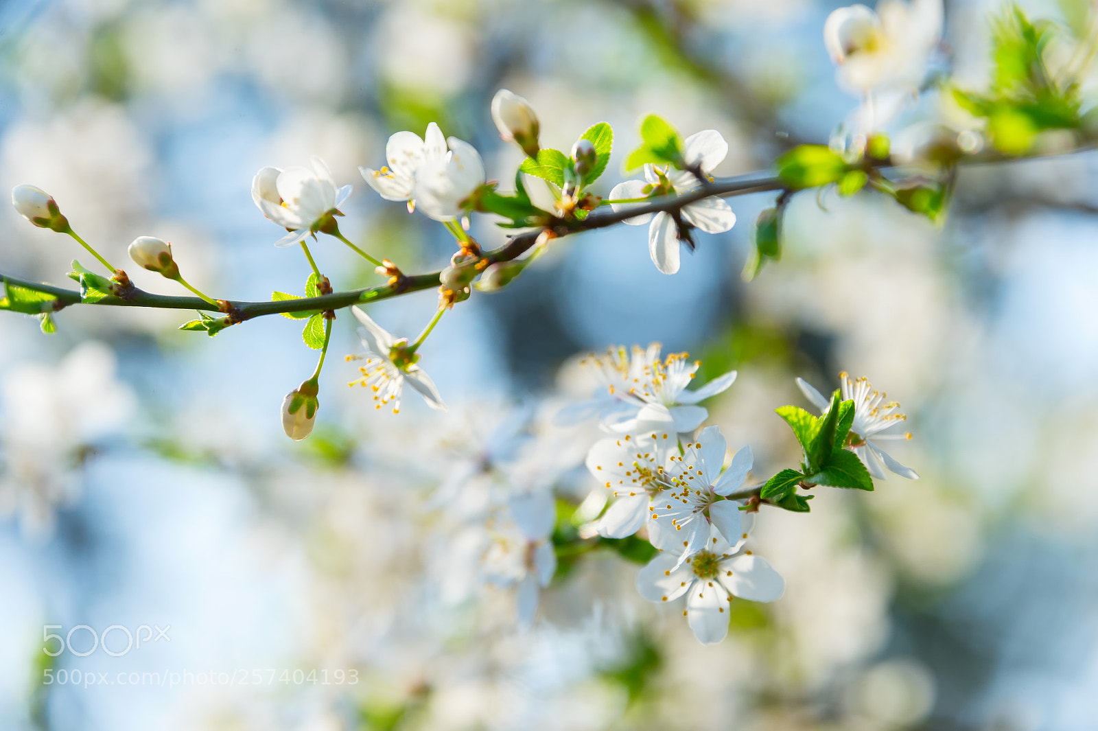 Nikon Df sample photo. Bud blossom flowers branch photography