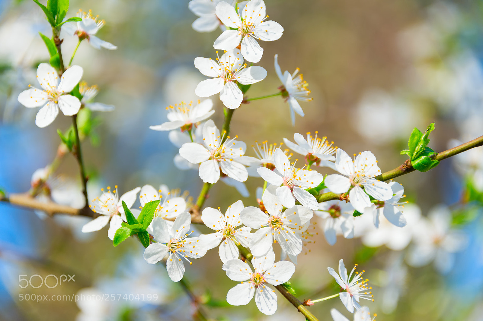 Nikon Df sample photo. Blossom flowers branch apricot photography