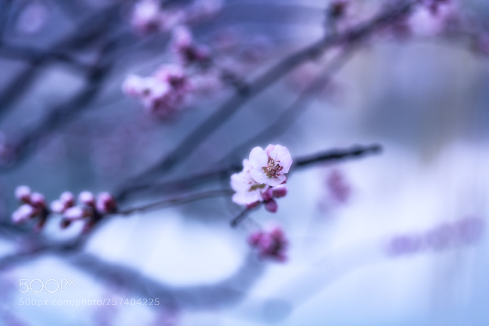 Sony a7R II sample photo. Peach flowers photography