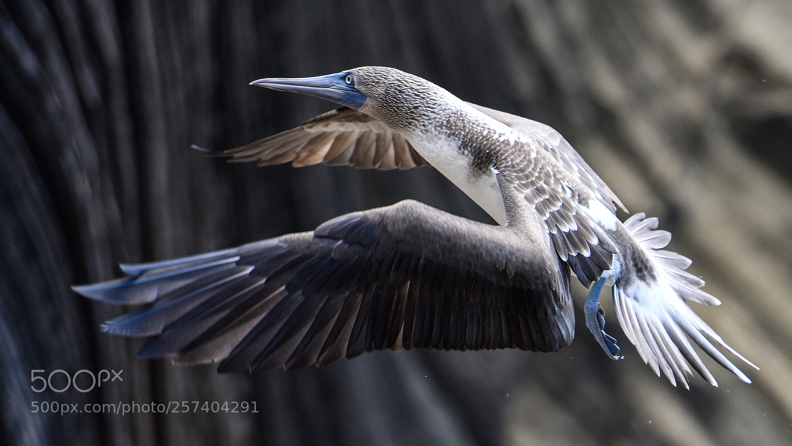 Nikon D850 sample photo. Booby photography