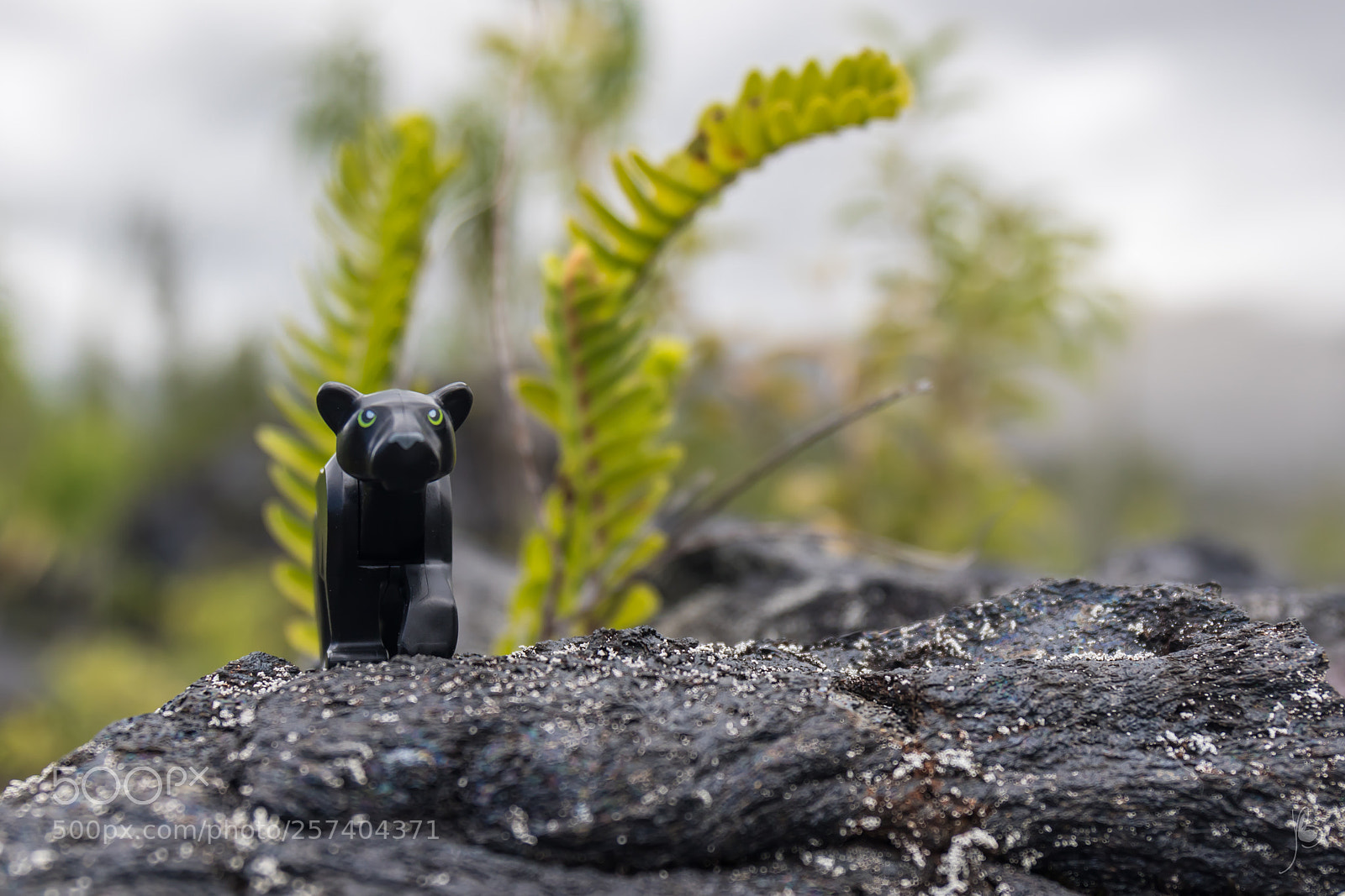 Canon EOS 7D Mark II sample photo. Black panther photography