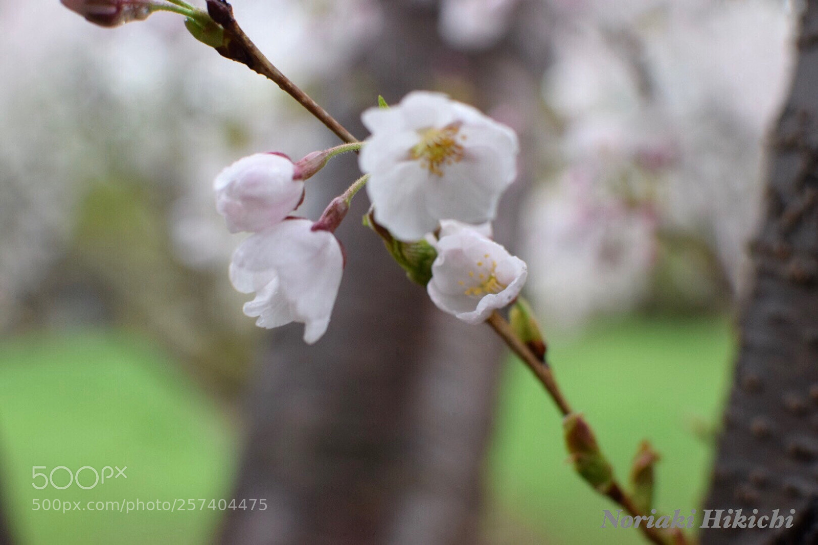 Nikon D5300 sample photo. Untitled photography