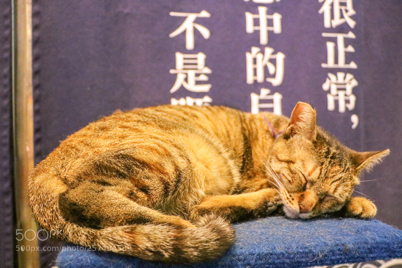Canon EOS 760D (EOS Rebel T6s / EOS 8000D) sample photo. Cat photography