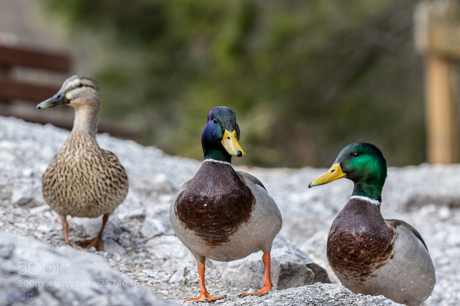 Canon EOS 7D Mark II sample photo. Young duck gang photography
