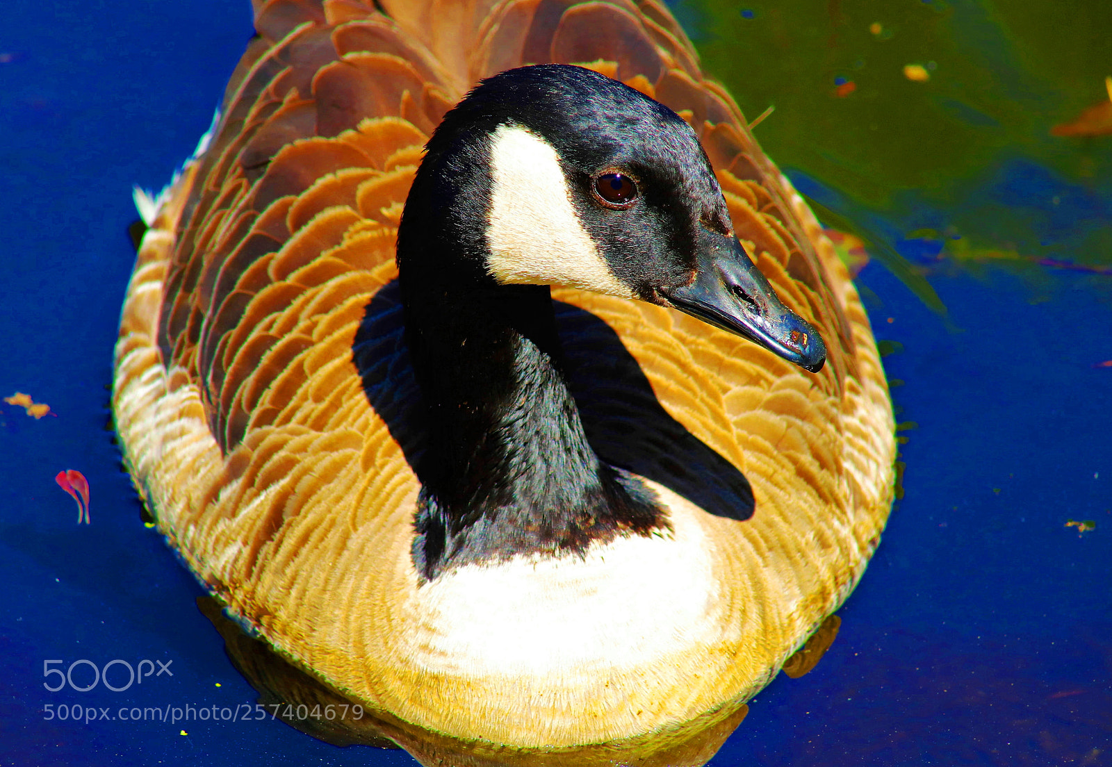 Canon EOS 6D Mark II sample photo. Canada goose -- 加拿大鹅 photography