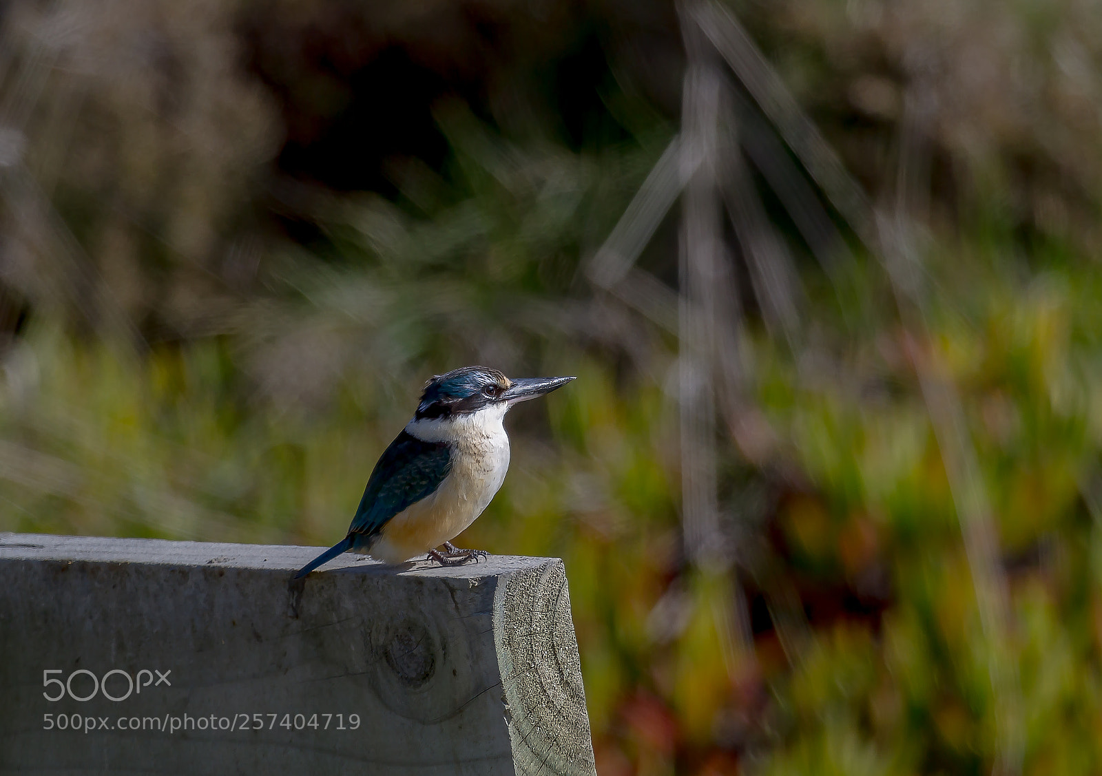 Canon EOS 7D sample photo. New zealand native kingfisher photography