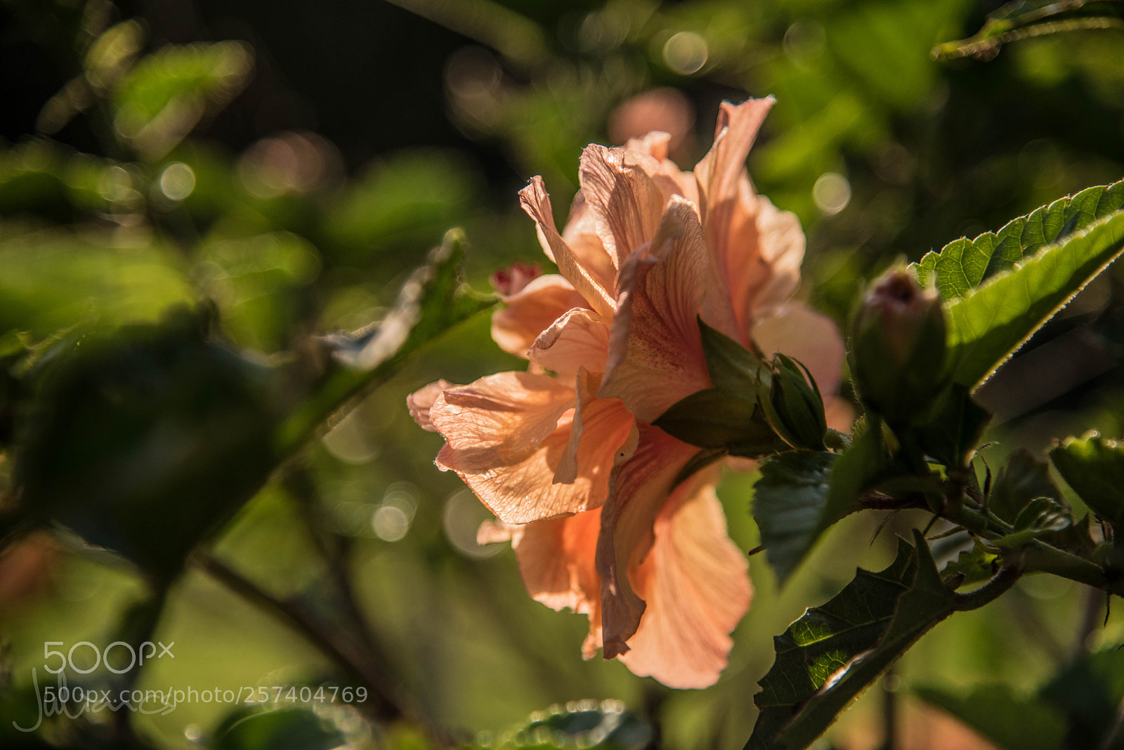 Nikon D750 sample photo. Entre hojas photography
