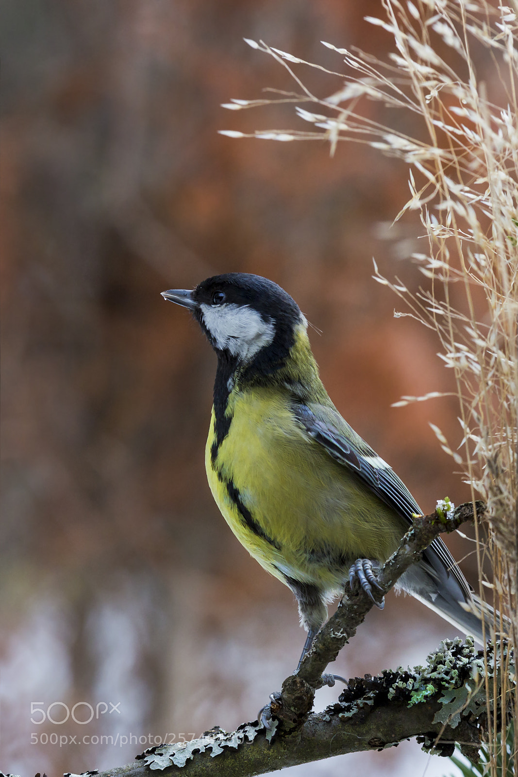Canon EOS 6D sample photo. Talitiainen, great tit photography