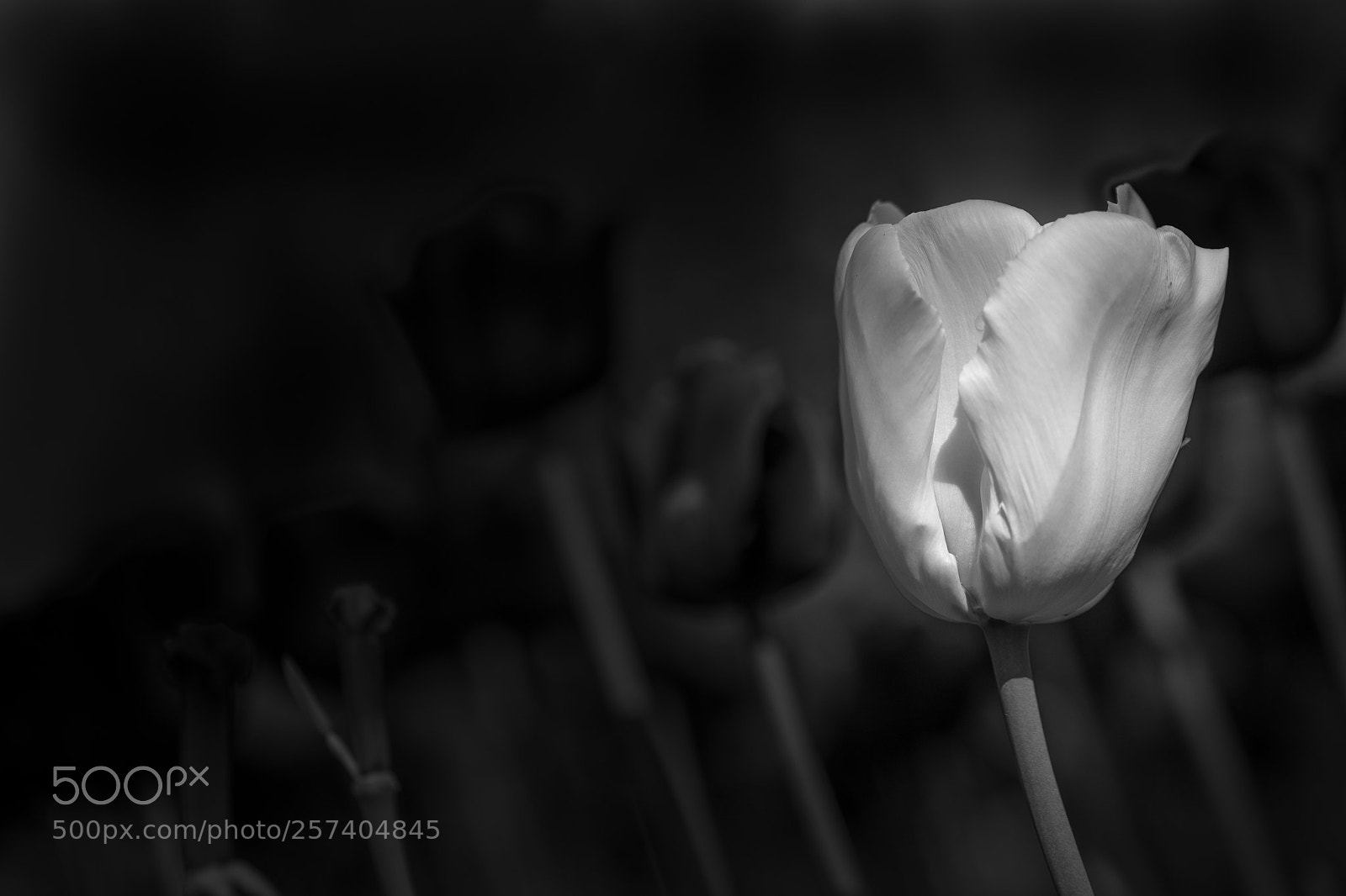 Canon EOS 5D Mark IV sample photo. F te de la photography