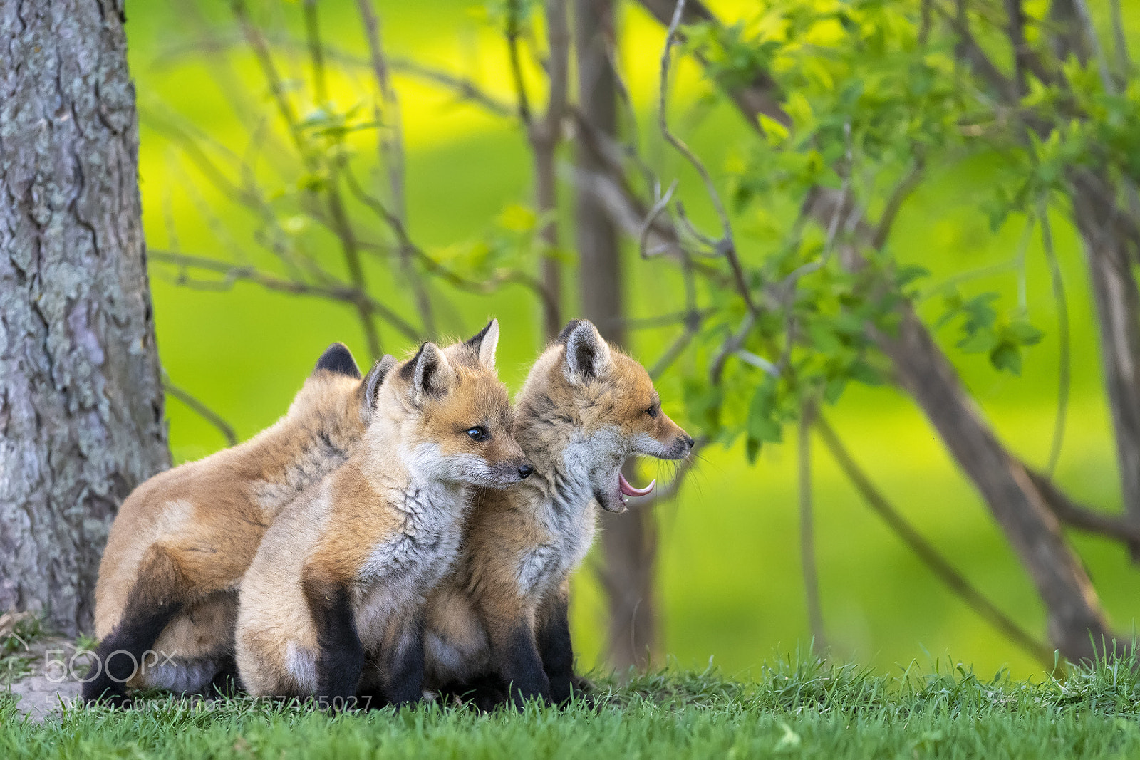 Nikon D850 sample photo. Red fox pups photography