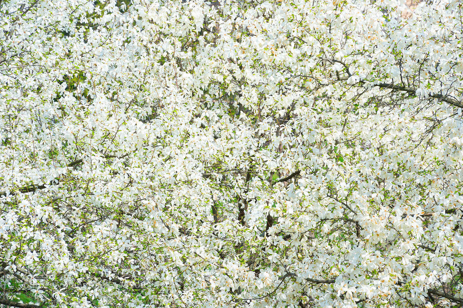 Nikon Df sample photo. White magnolia tree flowers photography