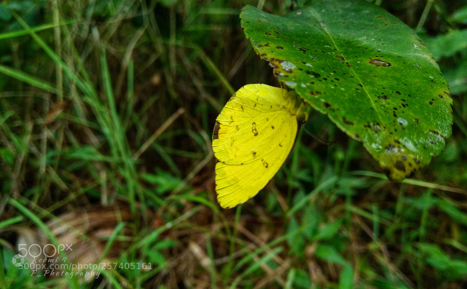 Xiaomi Redmi 4 Pro sample photo. Butterfly_ photography