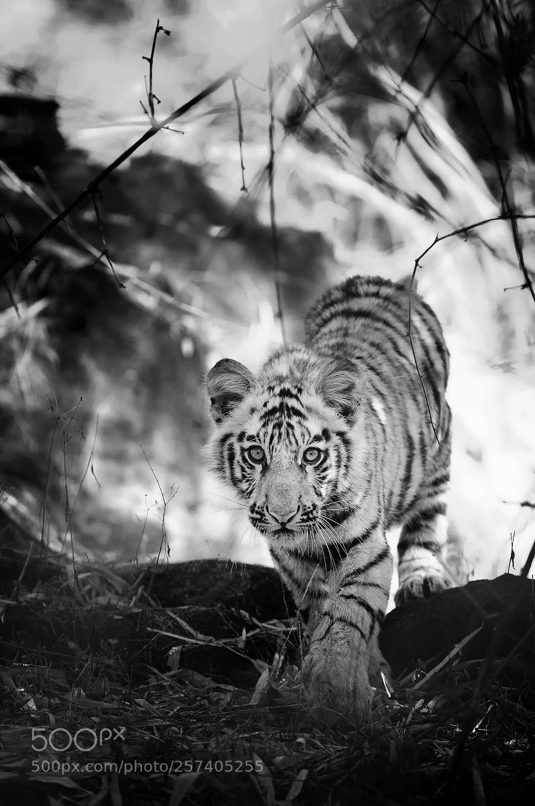 Nikon D300 sample photo. Cub photography