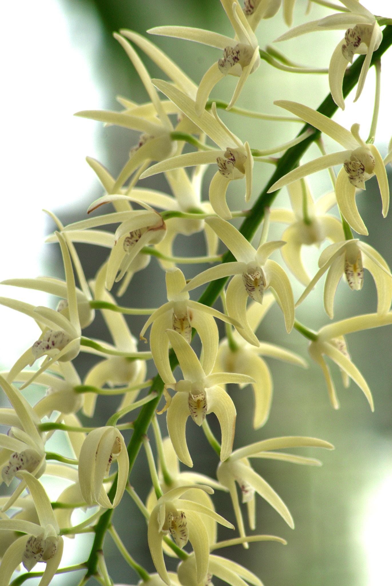 Nikon D3000 + Sigma 70-300mm F4-5.6 APO DG Macro sample photo. White orchid flowers photography