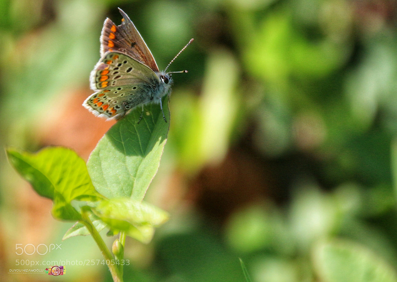 Canon EOS 700D (EOS Rebel T5i / EOS Kiss X7i) sample photo. Untitled photography