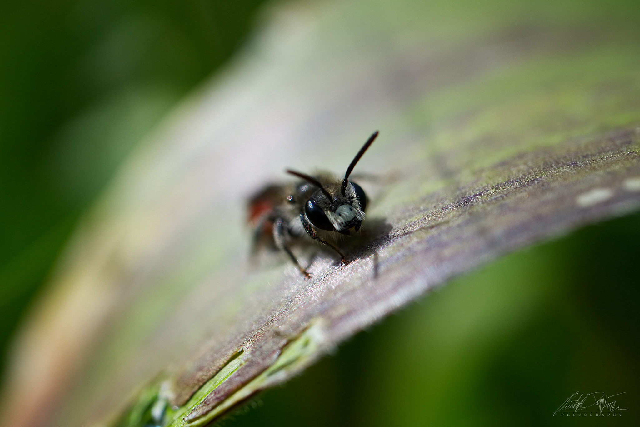Canon EOS M6 sample photo. Tiny bee on leaf photography