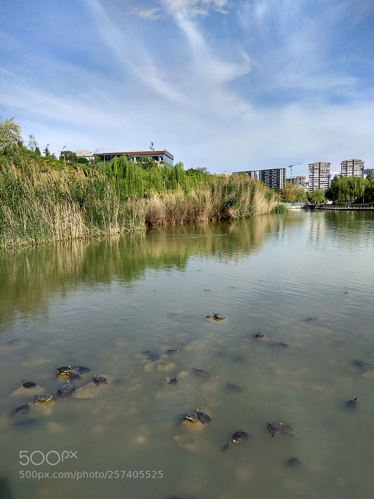 Xiaomi Redmi Note 4 sample photo. Lots of turtles... photography