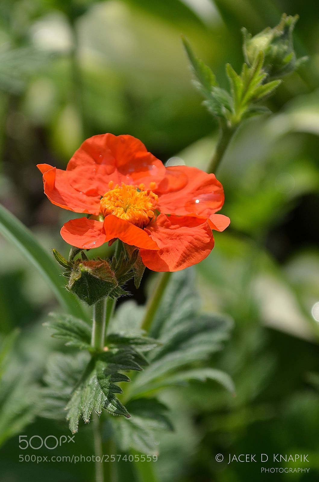 Nikon D5100 sample photo. G photography