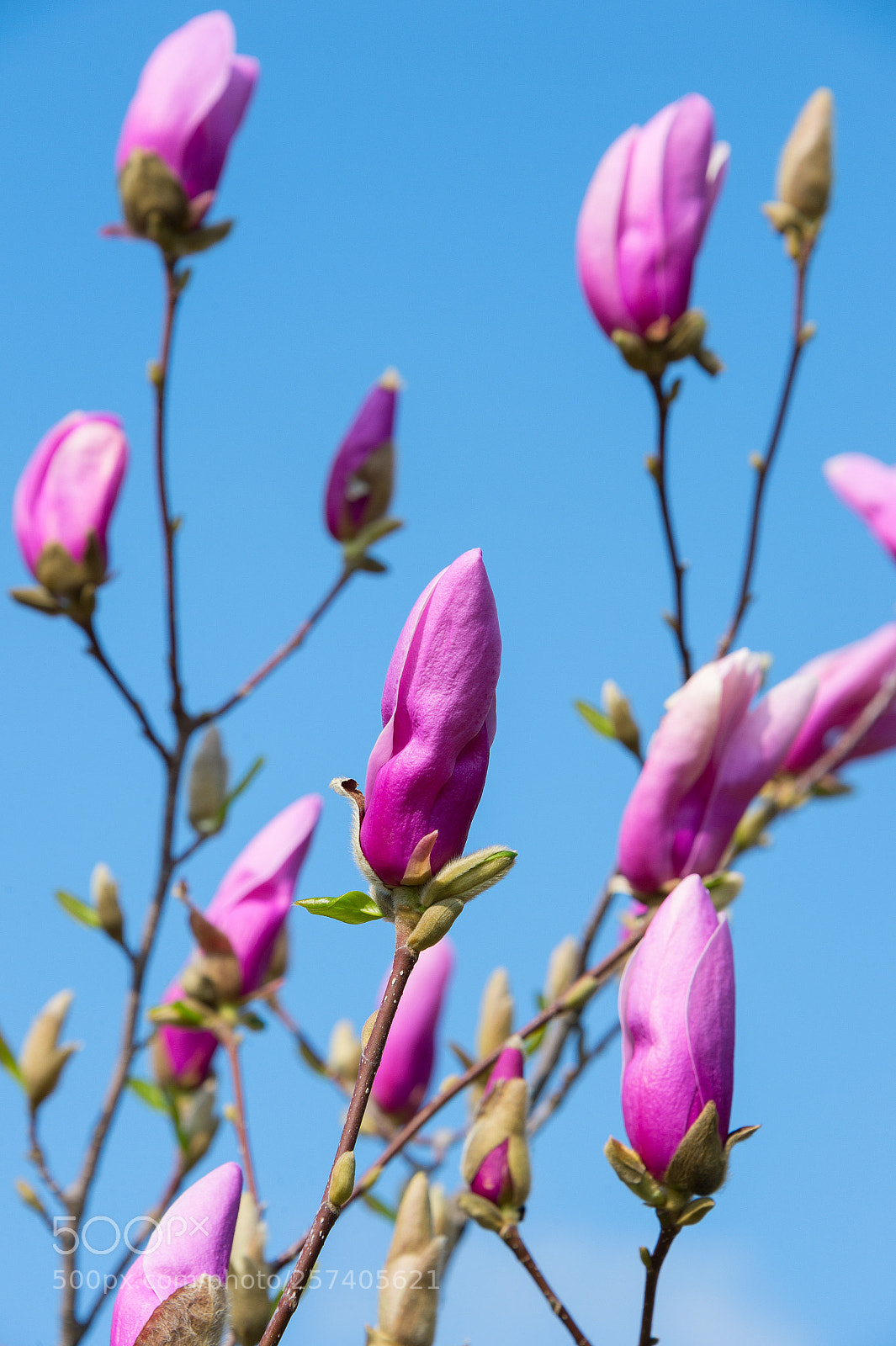 Nikon Df sample photo. Rose magnolia flower bud photography