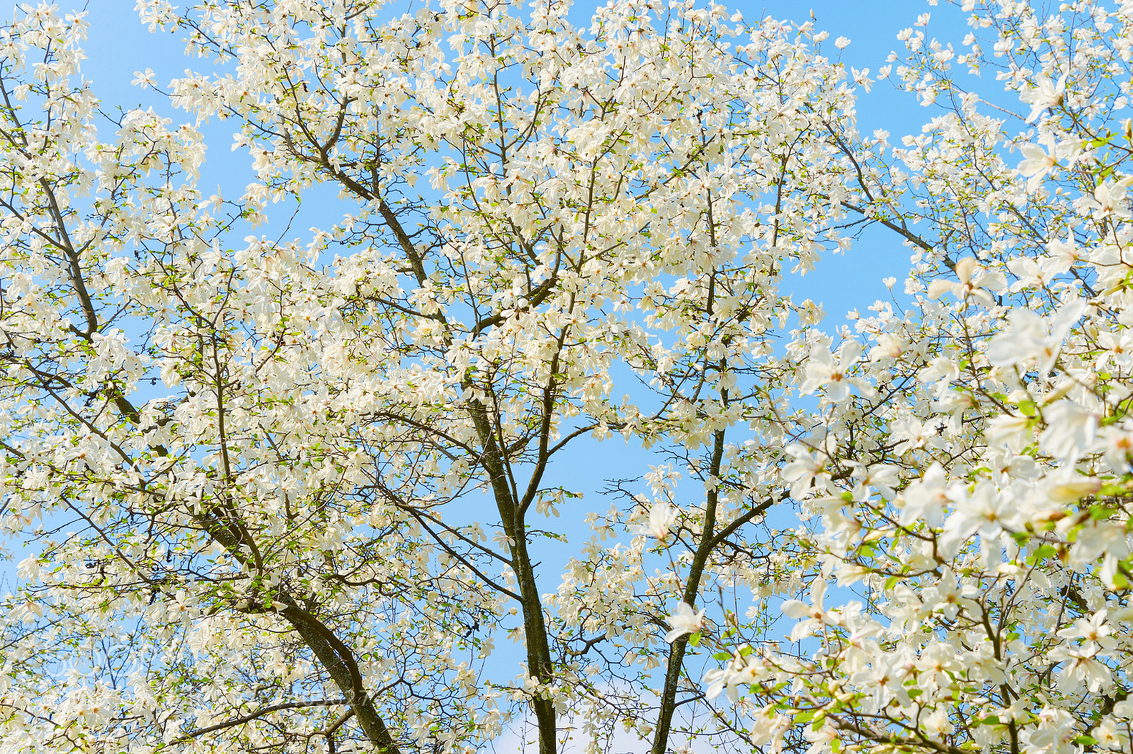 Nikon Df sample photo. White blossom magnolia tree photography