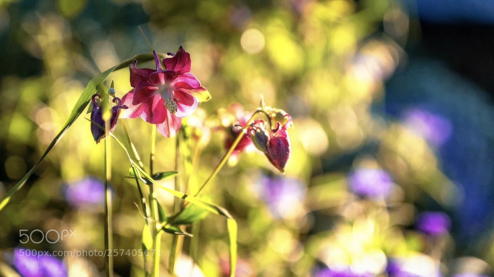 Sony ILCA-77M2 sample photo. Untitled photography