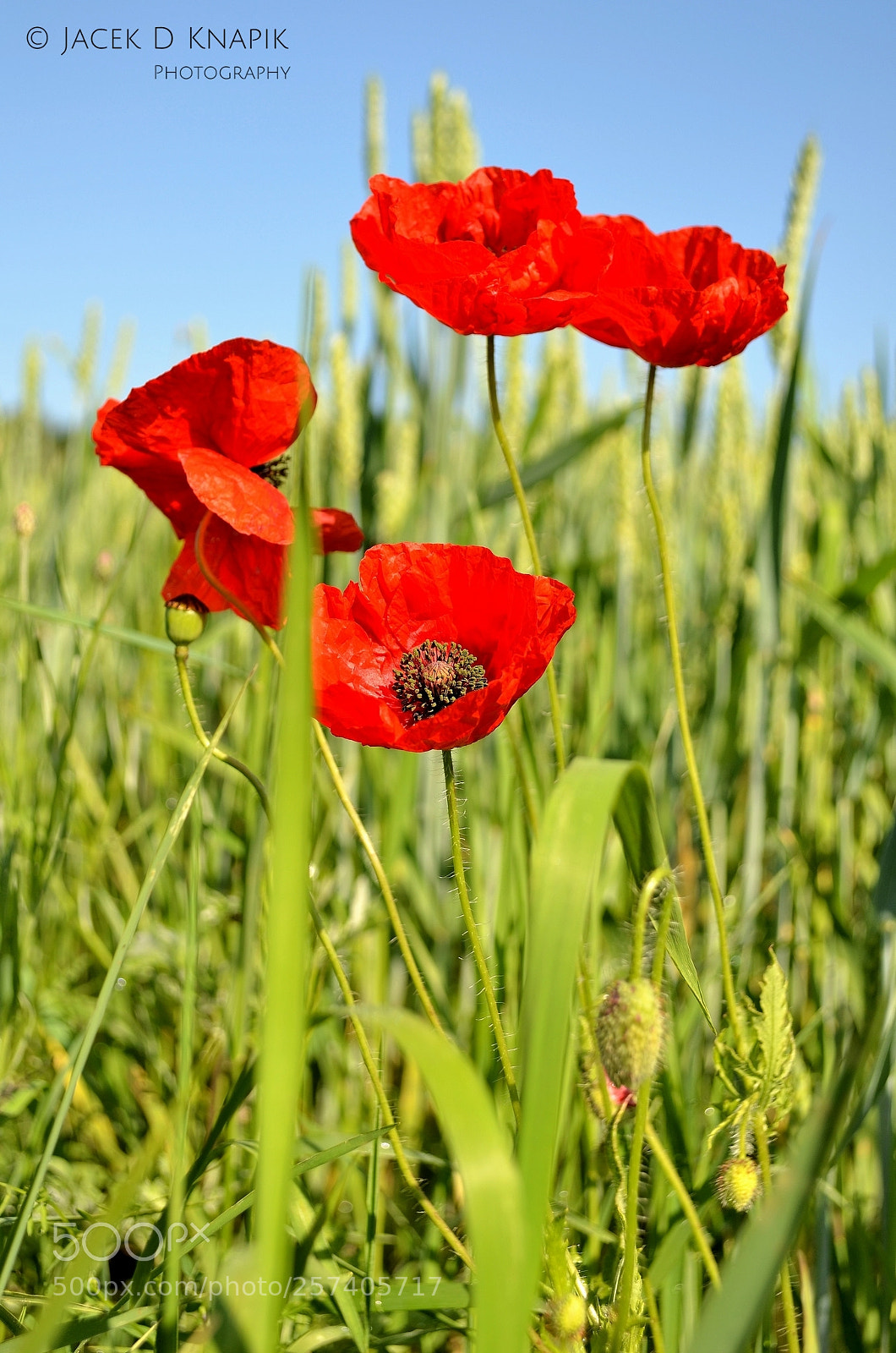 Nikon D5100 sample photo. G photography