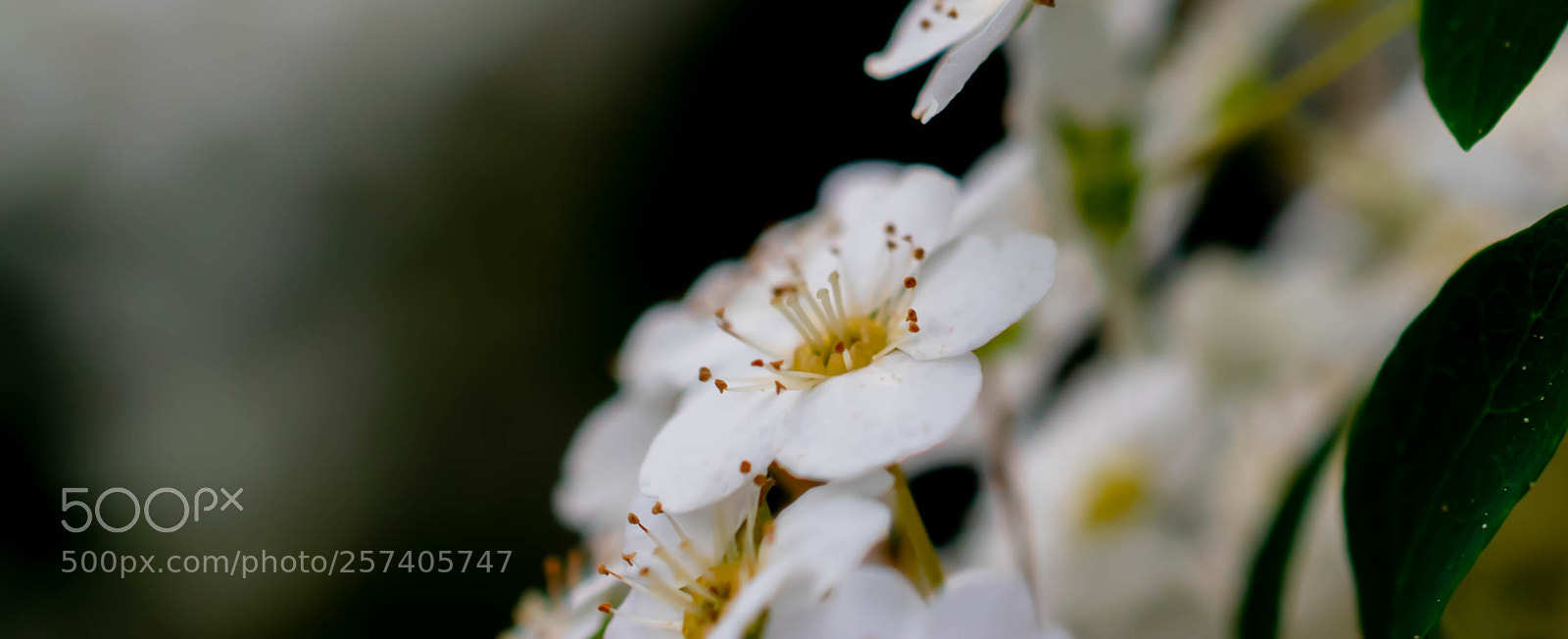 Nikon D5300 sample photo. Im garten photography