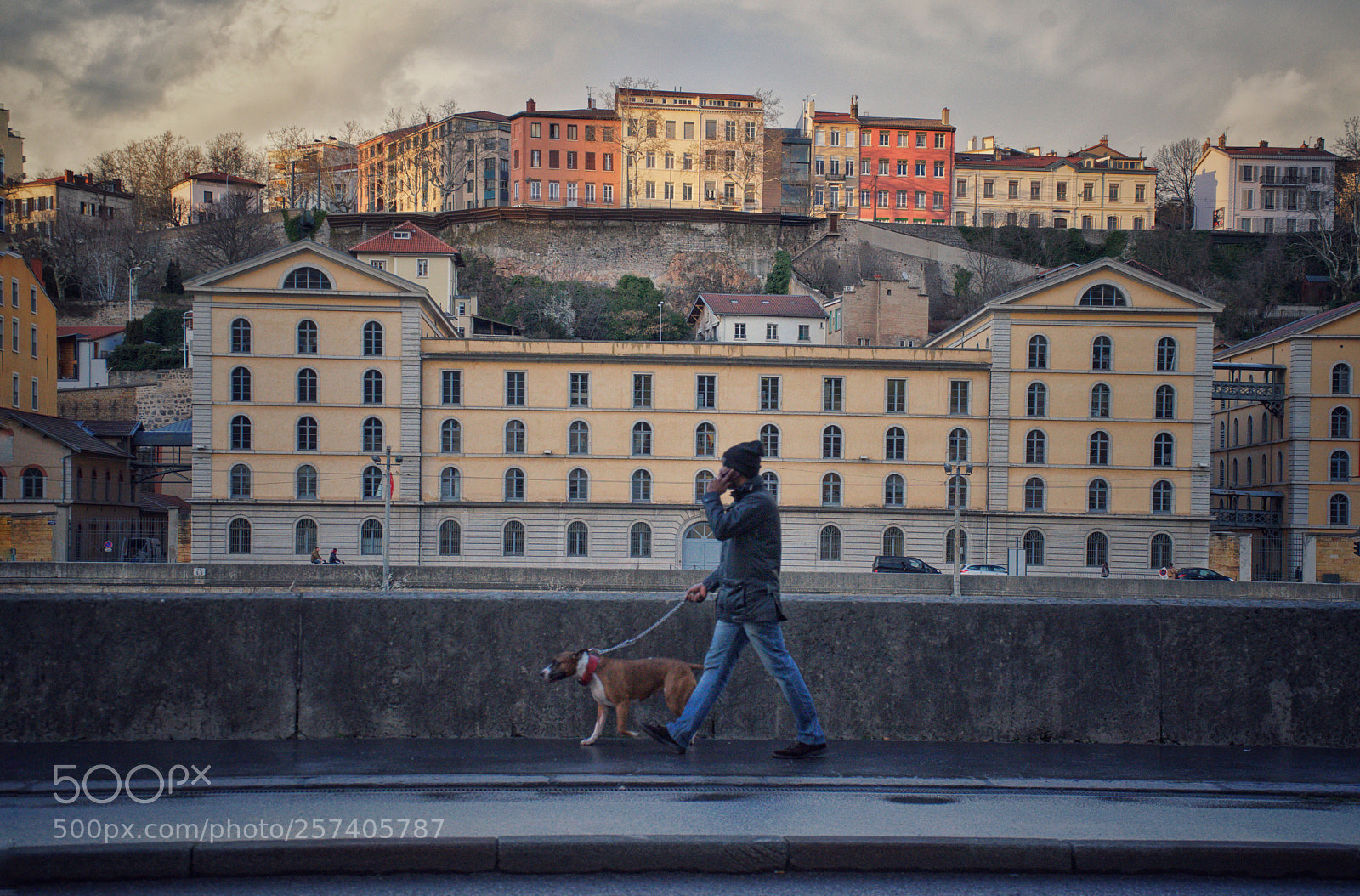 Sony a7 II sample photo. Dog walking along the photography